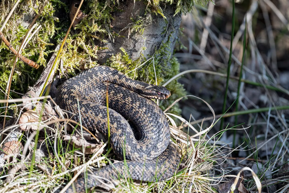 A Beginner's Guide to Watching Adders Safely on Heathland