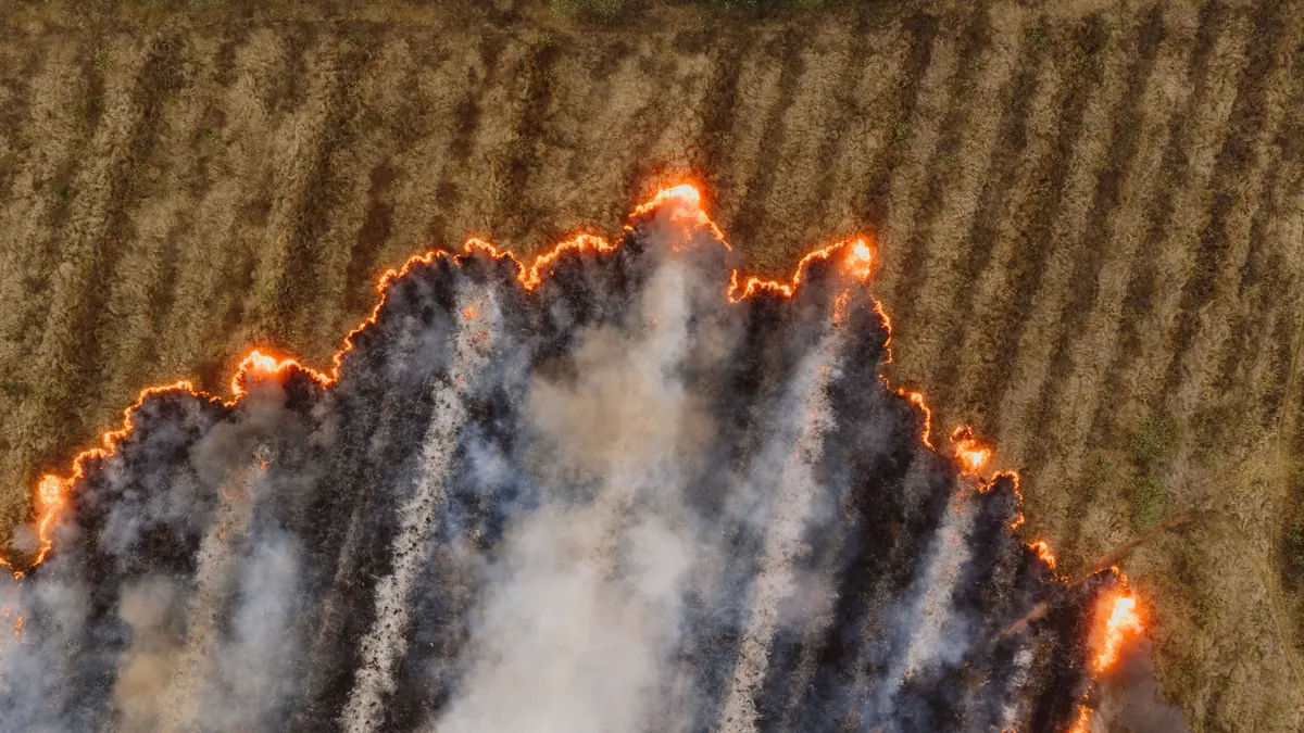 Heather Burning vs. Mowing: Comparing Two Ways to Manage Heathland