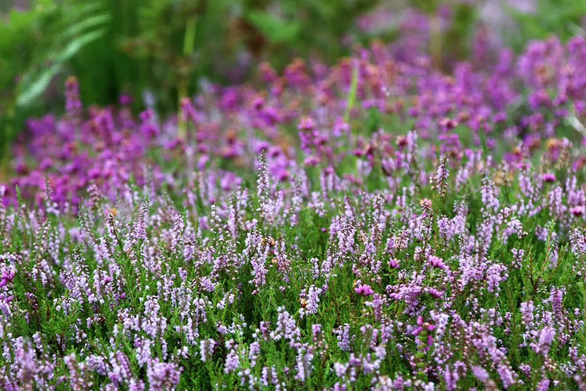 How to Identify Lowland Heathland Plants in Late Summer: A Beginner's Field Guide