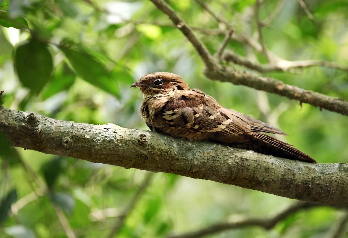 Nightjar or Dartford Warbler? How to Tell Heathland Night Sounds Apart
