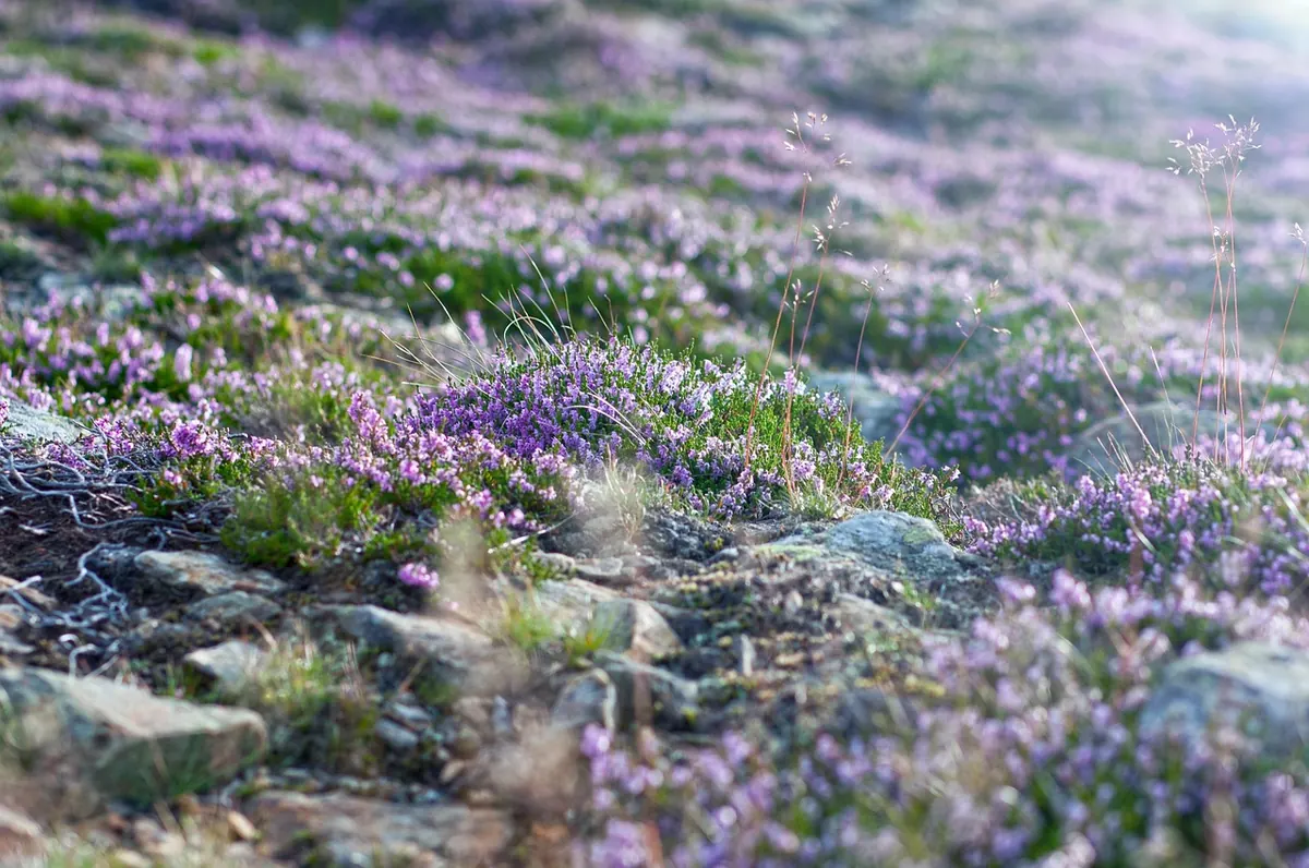 Silver-Studded Blue or Grayling? Identifying Heathland Butterflies