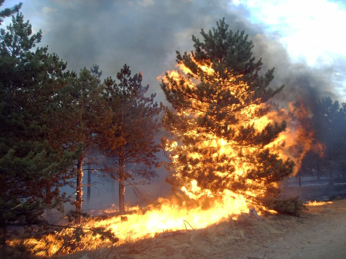 Wildfire Risk on Dry Heath: How to Read the Conditions and What to Do